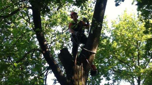 Bomen rooien Merselo